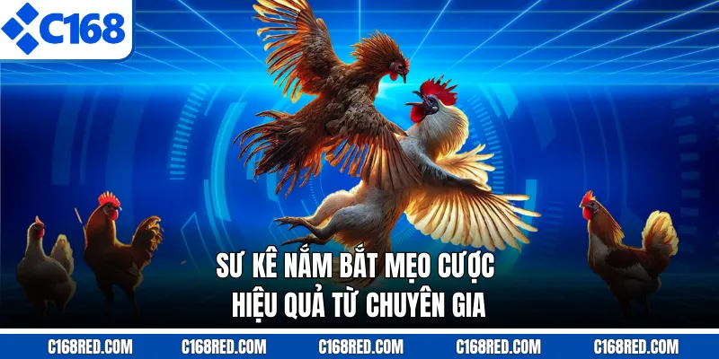 Sư kê nắm bắt mẹo cược hiệu quả từ chuyên gia